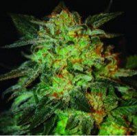 AK Feminized Cannabis Seeds USA Available
