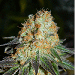 Big Bud Single Cannabis Seeds