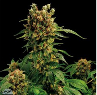 Northern Lights Feminized Cannabis Seeds USA Delivery Available