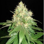 Northern Lights Single Cannabis Seeds