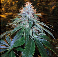 OG Kush Feminized Cannabis Seeds USA Delivery Available