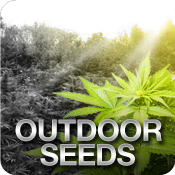 Outdoor Cannabis Seeds Usa