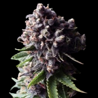 Purple Feminized Cannabis Seeds USA Delivery Available