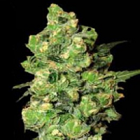 Skunk Feminized Cannabis Seeds USA Delivery Available