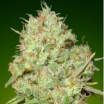 White Single Cannabis Seeds