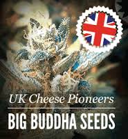 Cannabis Seeds Usa Cheese Strains