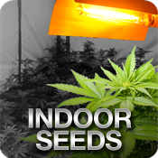 Indoor Cannabis Seeds Usa