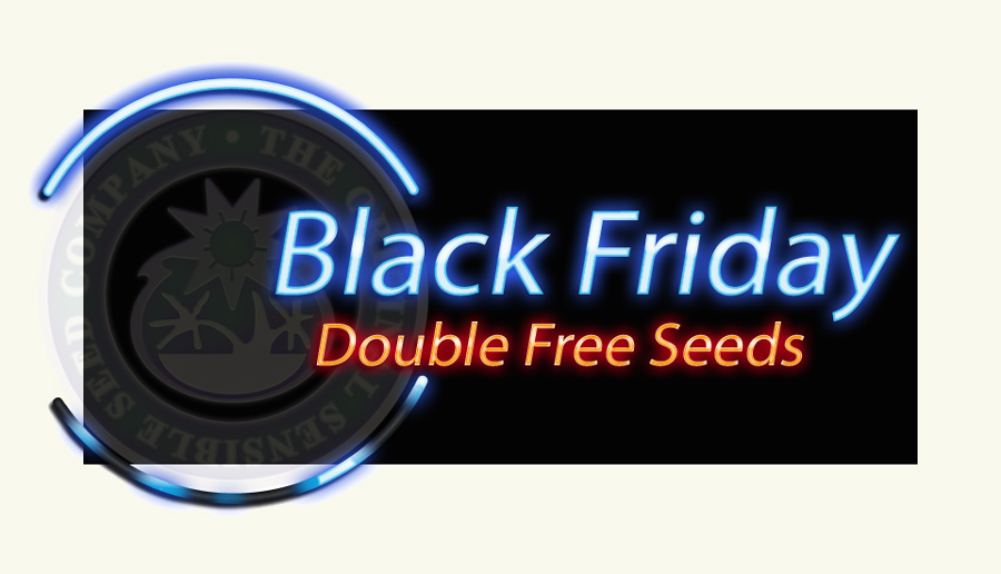 Free Cannabis Seeds Usa Black Friday