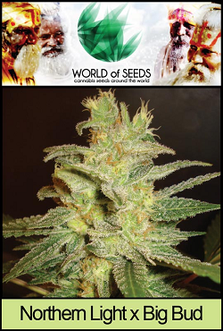 World Of Seeds Northern Lights x Big Bud
