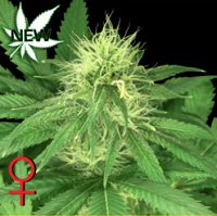Best Hybrid Cannabis Seeds - Bubba Kush