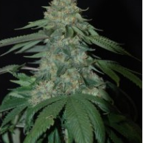 Best Hybrid Cannabis Seeds - Holy Grail Kush