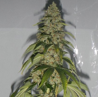 Best Hybrid Cannabis Seeds - Kosher Kush