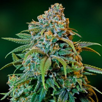 Best Hybrid Cannabis Seeds - Liberty Haze
