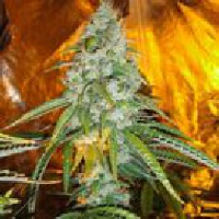 Best Hybrid Cannabis Seeds - Sour Diesel