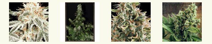 Click Here For The Best White Widow Collection