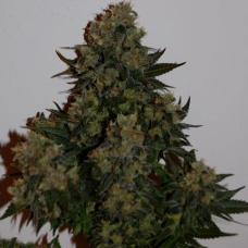 Click Here For The AK Autoflowering Seeds Collection