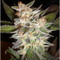 Click Here For The Cheese Autoflowering Seeds Collection