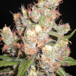 Click Here For The Fastest Autoflowering Seeds