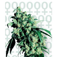 Bulk Cannabis Seeds 350 Euros Plus Here