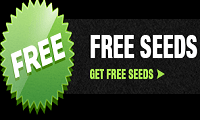 Free Cannabis Seeds Shipped To The United States
