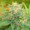 Cream Of The Crop Seeds - Narcotic Kush