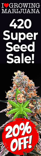 420 Cannabis Seeds Promotion 2024