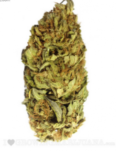 Buy Alaska Cannabis Seeds Online