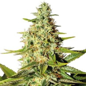 Afghan Cannabis Seeds USA