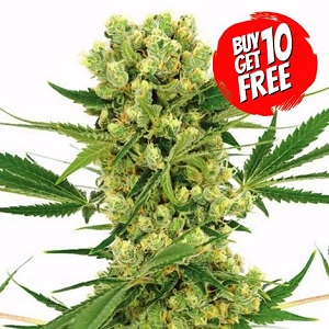Amnesia Haze Cannabis Seeds - Buy 10 Get 10 Seeds Free
