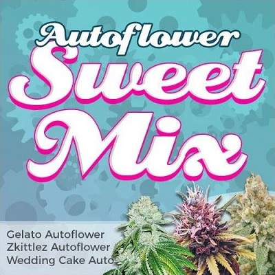 Autoflower Seeds Sweet Mix