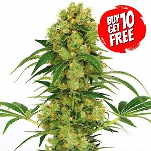 Big Bud Cannabis Seeds - Buy 10 Get 10 Seeds Free