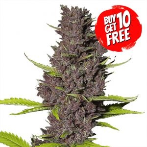 Blue Dream Cannabis Seeds - Buy 10 Get 10 Free Seeds