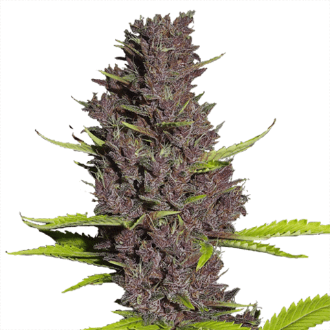 auto flowering seeds for sale