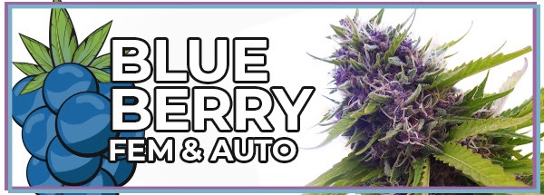 Blueberry High Yielding Cannabis Seeds For Sale