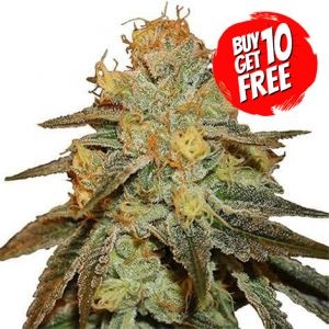 Bruce Banner Cannabis Seeds - Buy 10 Get 10 Free Seeds