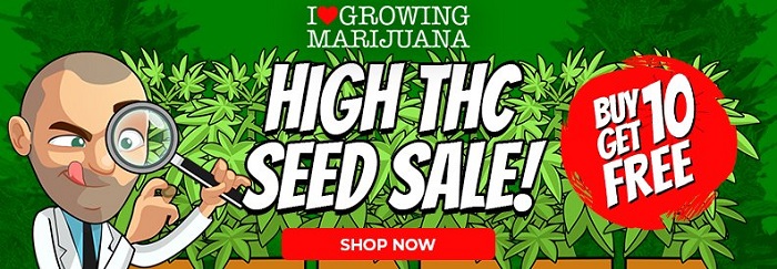 Buy 10 Get 10 Free Cannabis Seeds In The High THC Seeds Sale