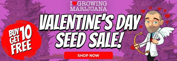 Buy 10 Get 10 Free Cannabis Seeds In The Valentine's Day Seed Sale