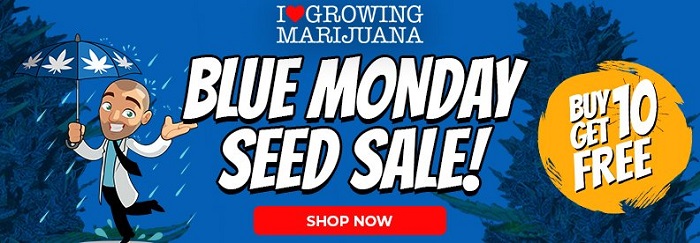 Buy 10 Get 10 Free Sativa Seeds In The Blue Monday Seed Sale