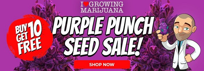 Buy 10 Purple Punch Feminized Cannabis Seeds And Get 10 Seeds Free