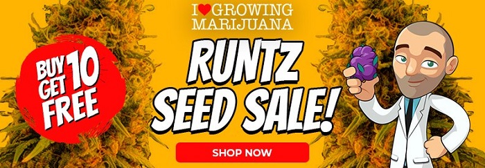 Buy 10 Runtz Feminized Cannabis Seeds And Get 10 Seeds Free