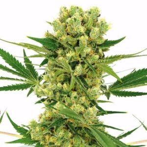Buy Amnesia Haze Cannabis Seeds