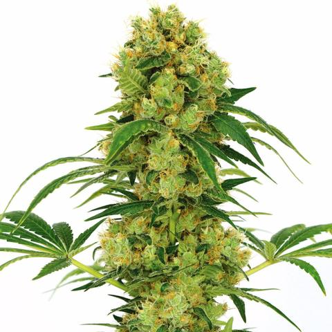 Buy Big Bud Cannabis Seeds
