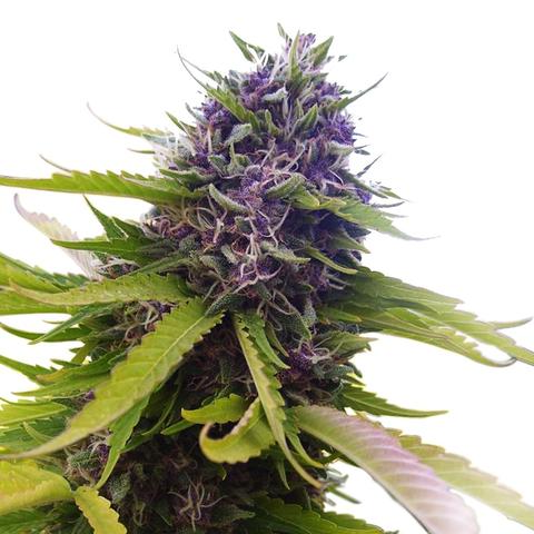 Buy Blueberry Cannabis Seeds