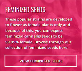 Buy Feminized Seeds