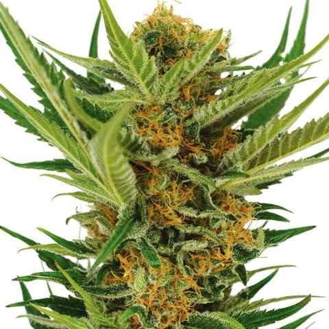 Buy Jack Herer Cannabis Seeds
