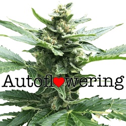 Autoflowering cannabis seeds colorado