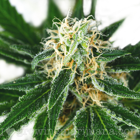 Buy Pure Indica Cannabis Seeds