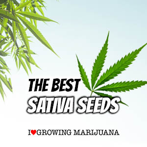 Buy Sativa Cannabis Seeds