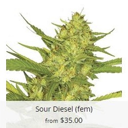 Indoor Cannabis Seeds For Sale - Sour Diesel Seeds