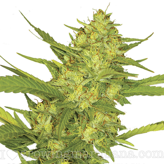 Buy Sour Diesel Cannabis Seeds